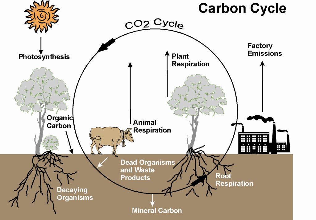Carbon Cycle Decomposition